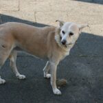 Workshop 'Umgang mit ängstlichen Hunden'